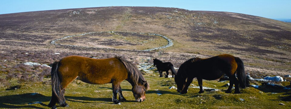 sites-default-files-images-Dartmoor-Ponies